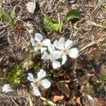 Rubus trivialis Flor