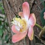 Couroupita guianensis Λουλούδι