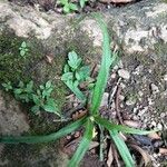 Hypoxis decumbens Leaf