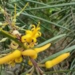 Persoonia linearis