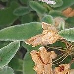 Salvia fruticosa 果
