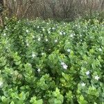 Vinca difformis Hábito