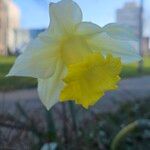 Narcissus bicolorBloem