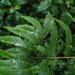 Pteris catoptera برگ