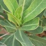 Rhazya stricta Leaf