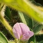 Tephrosia villosa Flower