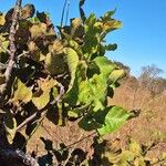 Curatella americana Fuelha