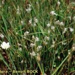 Trichophorum alpinum Habit