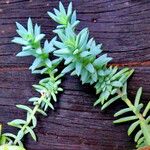 Dudleya greenei 叶