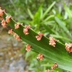 Phyllanthus epiphyllanthus Λουλούδι