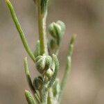 Artemisia alba Цвят