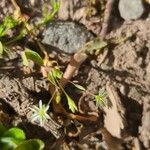 Stellaria alsine Sonstige