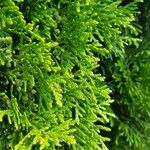 Thuja occidentalis Ліст