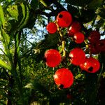 Ribes rubrum Froito