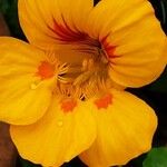 Tropaeolum minus Flower