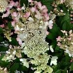 Hydrangea paniculata ফুল
