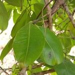 Syzygium cumini Leaf