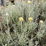 Helichrysum italicum Other