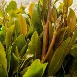 Catha edulis Φύλλο