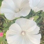 Lavatera trimestris Virág