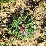 Erodium acaule Hoja