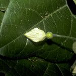 Selysia prunifera Flor
