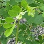 Colutea arborescens Blad