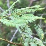 Desmanthus virgatus Leaf