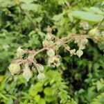 Rubus moluccanus Blomst