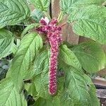 Amaranthus hypochondriacusFlors