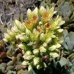 Sedum oregonense Kwiat