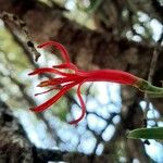 Ligaria cuneifolia Flower