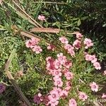 Linum pubescens Flor