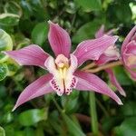 Spathoglottis unguiculata Квітка