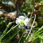 Minuartia capillacea Flower