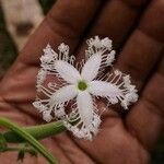 Trichosanthes cucumerina Blomma