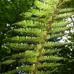 Polystichum braunii Likasa