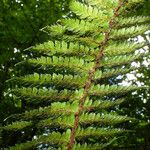 Polystichum braunii Fuelha