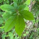 Castanea sativa Likasa