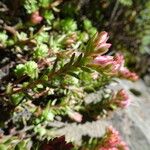 Sedum goldmanii Foglia