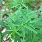 Galium aristatum Листок