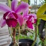 Cattleya intermedia Blomst