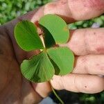 Marsilea mutica Blatt