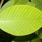 Psychotria panamensis Ліст