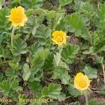 Geum reptans Habit