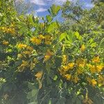 Caragana frutex फूल
