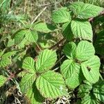 Rubus ferocior Annet