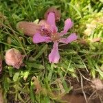 Saponaria pumila Flower