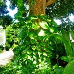 Epipremnum aureum Hábito