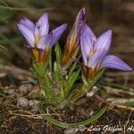 Romulea bulbocodium Pokrój